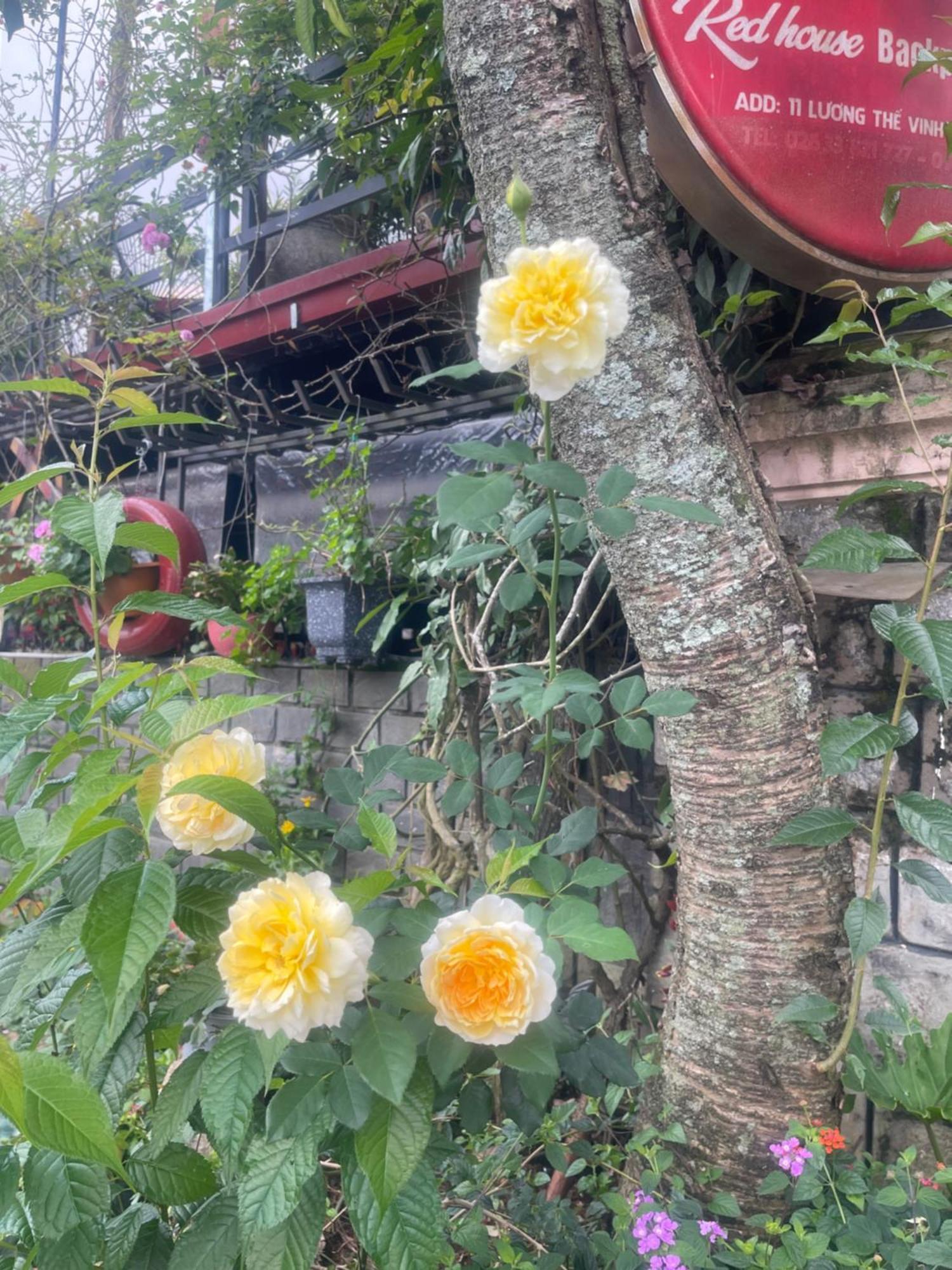 Redhouse Dalat Hotel Εξωτερικό φωτογραφία